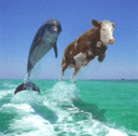 Jumping_cow_dolphin
