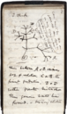 Darwin tree 1837
